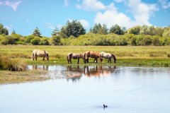 Chevaux Henson dans le parc de Marquenterre. (© guitou60 - stock.adobe.com)