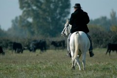 Sur un cheval camarguais (© FAUCILHON - FOTOLIA)