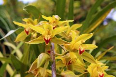 Orchidées du jardin tropical Monte, au nord de Funchal.