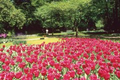 Tulipes dans le parc floral du Keukenhof.