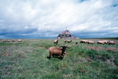 Moutons de pré-salé devant le Mont-Saint-Michel (© Philippe GUERSAN - Author's Image)