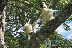 Lémurien dans la réserve de Nahampoana