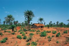 Paysage rural de Casamance.