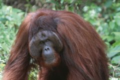 Ritchie, le centre de réhabilitation des orangs-outans