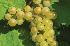 Grappe de raisin blanc (© Philippe SURMELY - Fotolia)