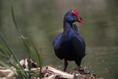 Talève sultane, parc naturel de la Ria Formosa.