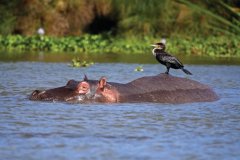 Hippopotame et son cormoran.