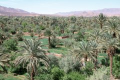 Palmeraie de Tamnougalte.