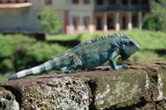 Iguane des îles du Salut.