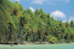 Plage de cocotiers à Nassau.