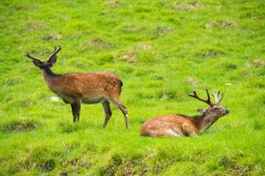 PARC ANIMALIER DE MERLET