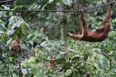 Centre de réhabilitation des orangs outans de Sepilok