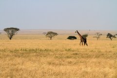 Girafe dans le Parc National du Serengeti