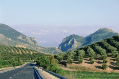 Oliveraies dans la Sierra Nevada.