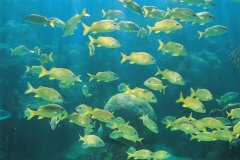 Découvrez la faune sous-marine de Varadero.