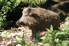 Sanglier (© Bernd KRÔGER - Fotolia)