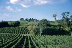 Le vignoble de Fronsac. (© BP Lamarque)