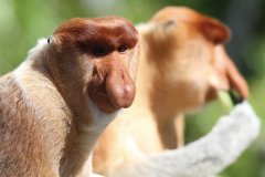 Singes nasiques mâle au sanctuaire de Labuk Bay