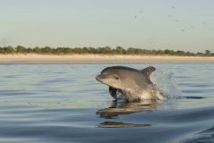 VERTIGEM AZUL - OBSERVATION DES DAUPHINS