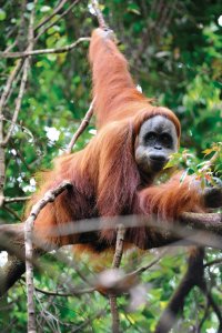 <p>Parc national du Gunung Leuser.</p>