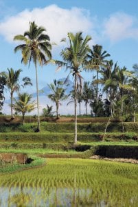 <p>Rizières de l'île de Bali.</p>