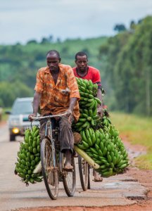 La banane est un fruit très consommé en Ouganda.