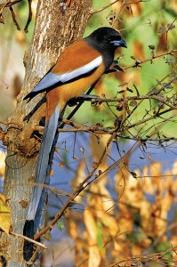 Oiseau dans le parc national de Ranthambore.