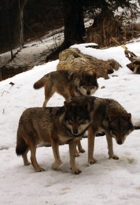 Loups gris d'Europe du parc Alpha.