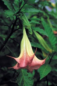 Fleur tropicale.