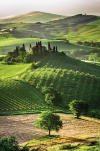 <p>Vignoble et oliviers de Toscane.</p>