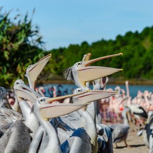 Pélicans près de Gigean.