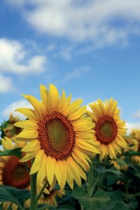 Tournesols