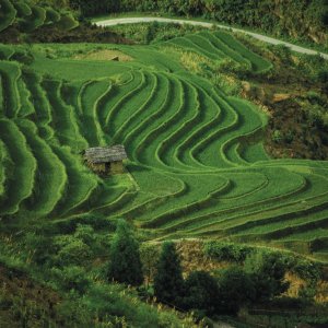 Champs en terrasse du Yunnan.