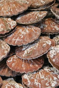 <p>Coquilles Saint-Jacques</p>