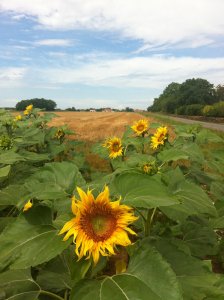 Les champs de tournesols de Pouligny-Saint-Pierre à Fontgombault.