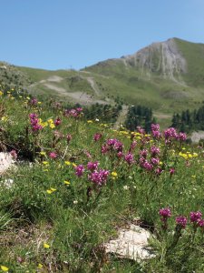 Parterre de fleurs dans le Parc National du Mercantour.