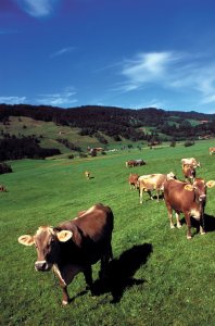 <p>Vache dans la campagne bavaroise</p>