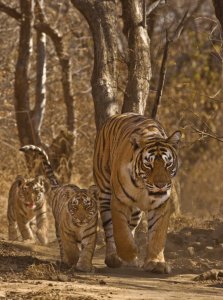 Tigres de Ranthambore.