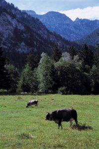 <p>Paysage bavarois</p>