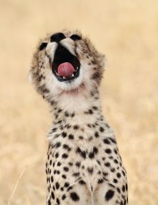 <p>Guépard au sein du Serengeti National Park</p>