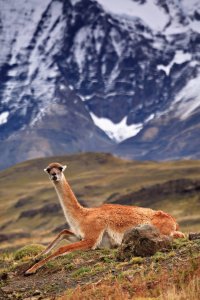 <p>Guanaco sauvage dans les steppes de Patagonie.</p>