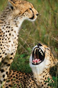 <p>Le guépard adulte vit environ 12 ans.</p>
