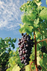 <p>Grappe de raisin</p>