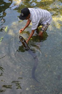 <p>Dresseur d'anguilles sur l'île d'Ambon.</p>