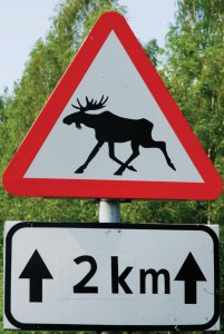 <p>Attention ! Traversée d'élans dans le parc national de Lahemaa.</p>