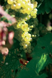 Raisin, côtes-de-Gascogne