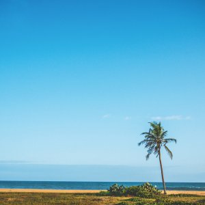 Palmier sur la côte atlantique du Bénin, Ouidah.