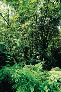 <p>Jardin tropical à Montego Bay.</p>