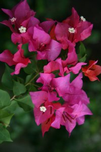 <p>Bougainvilleas ou fleur Trinitaria.</p>