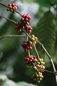 <p>Plantation de café de Blawan.</p>